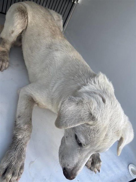 A661860 - Labrador Retriever available for adoption