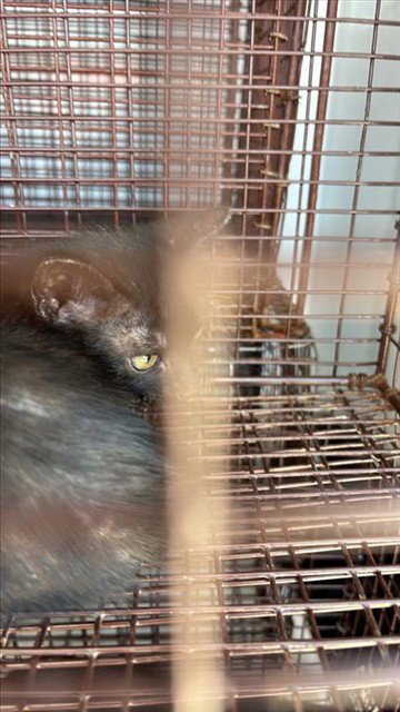 A661114 - Domestic Short Hair available for adoption