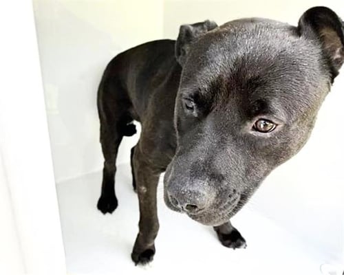 A658838 - Pit Bull Terrier available for adoption