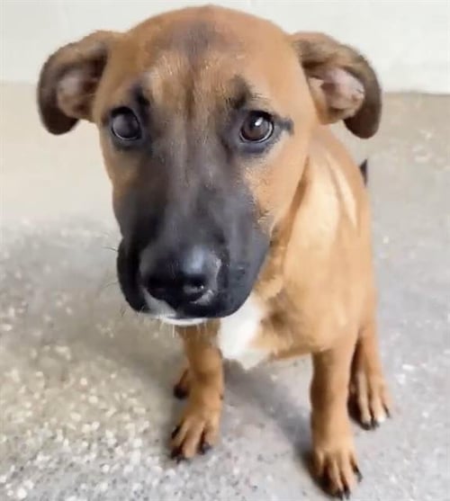 A660768 - German Shepherd Dog available for adoption
