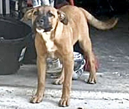 A660768 - German Shepherd Dog available for adoption