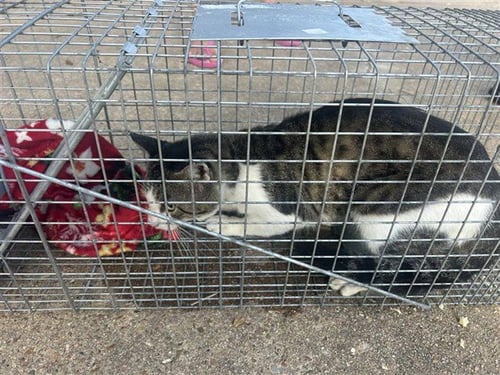 A660655 - Domestic Short Hair available for adoption