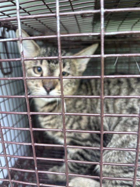 A662880 - Domestic Short Hair available for adoption