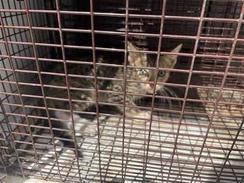 A658239 - Domestic Short Hair available for adoption