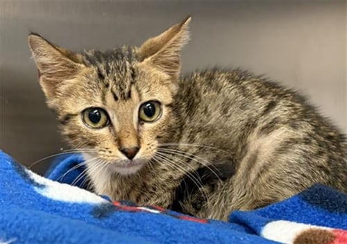 MINION - Domestic Short Hair available for adoption