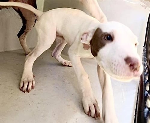 A658581 - Pit Bull Terrier available for adoption