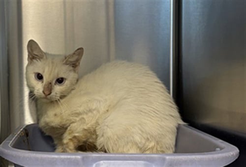 A662766 - Domestic Short Hair available for adoption