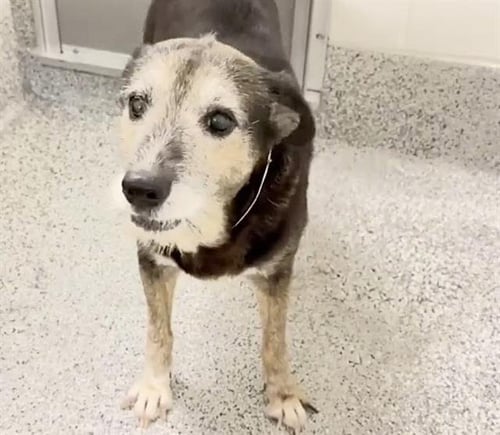 BETTY - German Shepherd Dog available for adoption