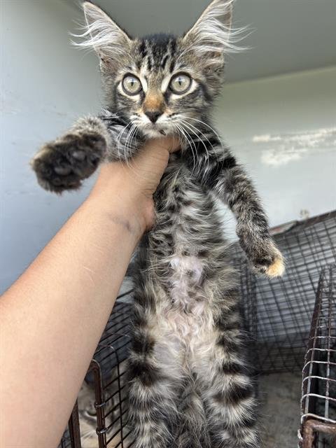 A658605 - Domestic Long Hair available for adoption
