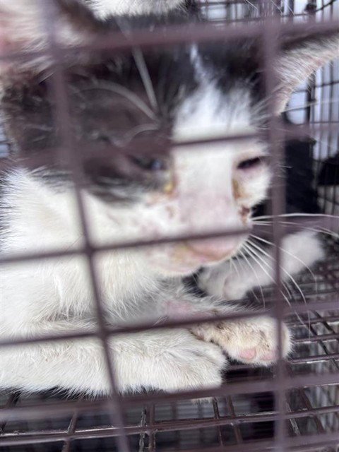 A662395 - Domestic Short Hair available for adoption