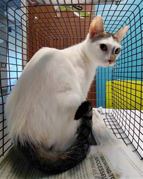CHOO CHOO - Domestic Short Hair available for adoption