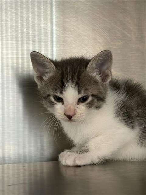A660620 - Domestic Short Hair available for adoption