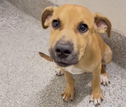 ROLO - Black Mouth Cur available for adoption