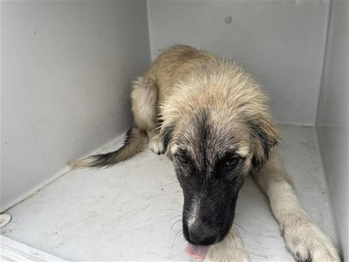 COLLETTE - German Shepherd Dog available for adoption