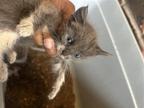 A662888 - Domestic Short Hair available for adoption