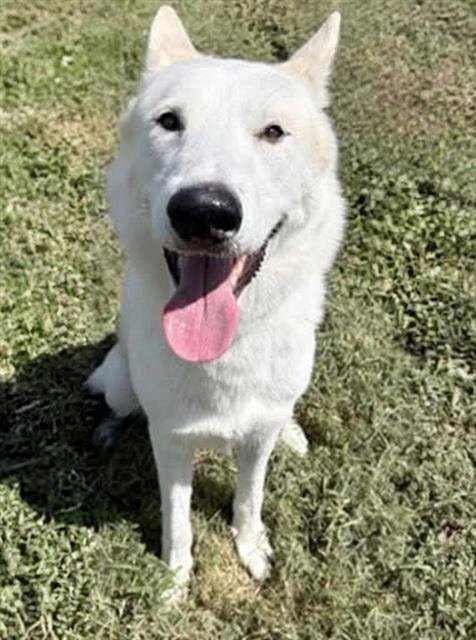 SVEN - German Shepherd Dog / Siberian Husky available for adoption