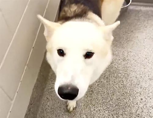 SVEN - German Shepherd Dog / Siberian Husky available for adoption