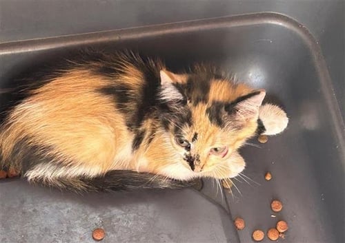 A658504 - Domestic Short Hair available for adoption