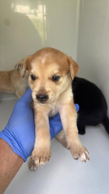 A661727 - Labrador Retriever available for adoption