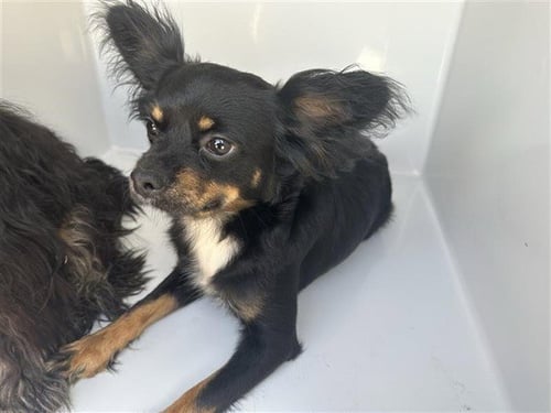 A662711 - Chihuahua available for adoption