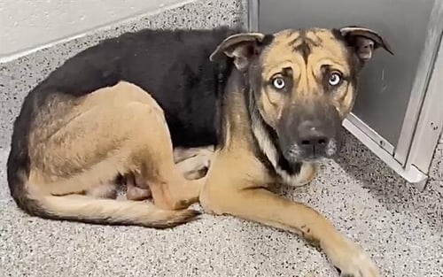 FLINT - German Shepherd Dog available for adoption