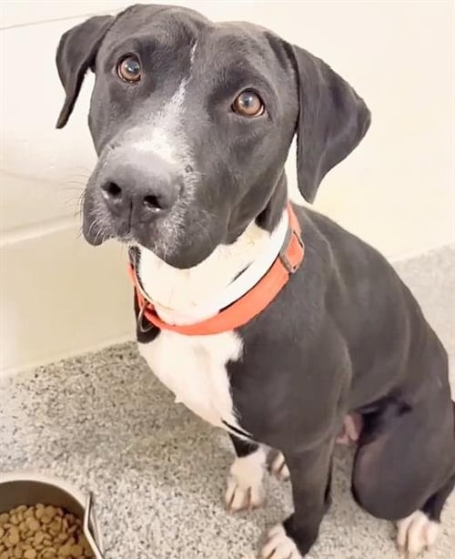 A660709 - Labrador Retriever available for adoption