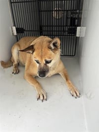 CANELA - Photo 1