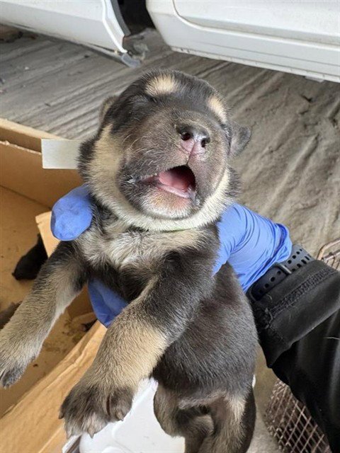 A660815 - Labrador Retriever / Siberian Husky available for adoption