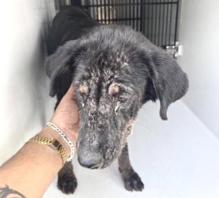 ROSE - Labrador Retriever available for adoption