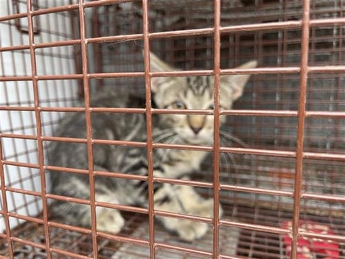 A659525 - Domestic Short Hair available for adoption
