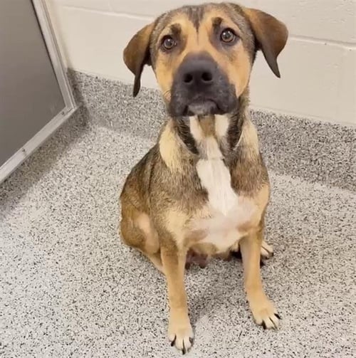 CORA - German Shepherd Dog available for adoption