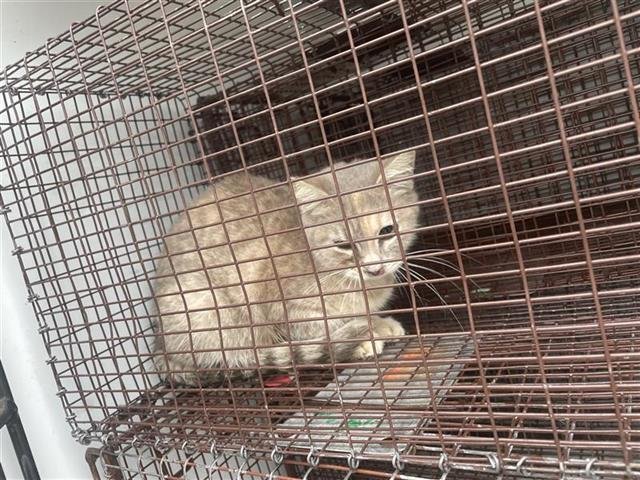 A649556 - Domestic Short Hair available for adoption