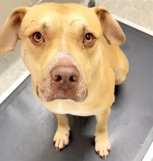 A660707 - Pit Bull Terrier available for adoption
