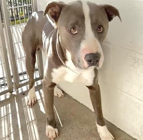 COWPOKE - Pit Bull Terrier available for adoption