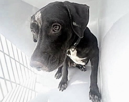 A662854 - Pit Bull Terrier available for adoption