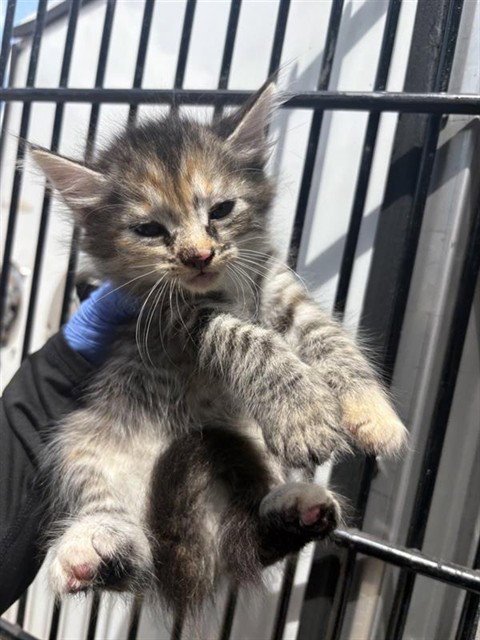 A660823 - Domestic Medium Hair available for adoption