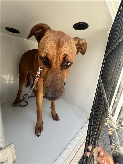 A658432 - Labrador Retriever available for adoption