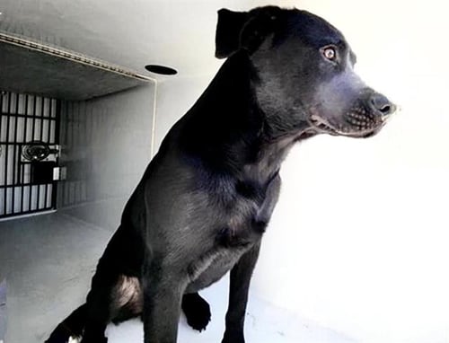 A658569 - Labrador Retriever available for adoption