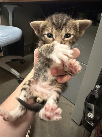STARBURST - Domestic Short Hair available for adoption