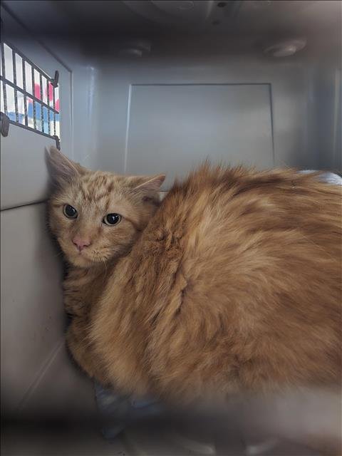 SAM - Domestic Long Hair available for adoption