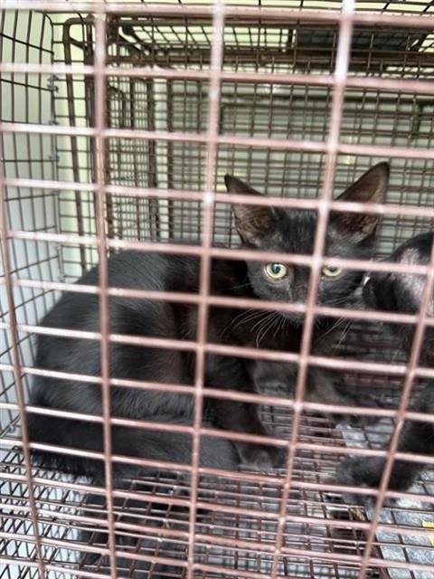 A661209 - Domestic Short Hair available for adoption