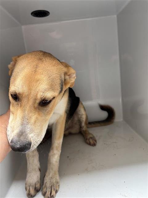 A657493 - Carolina Dog available for adoption