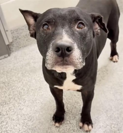 A662079 - Labrador Retriever available for adoption