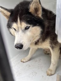 KODIAK - Photo 1