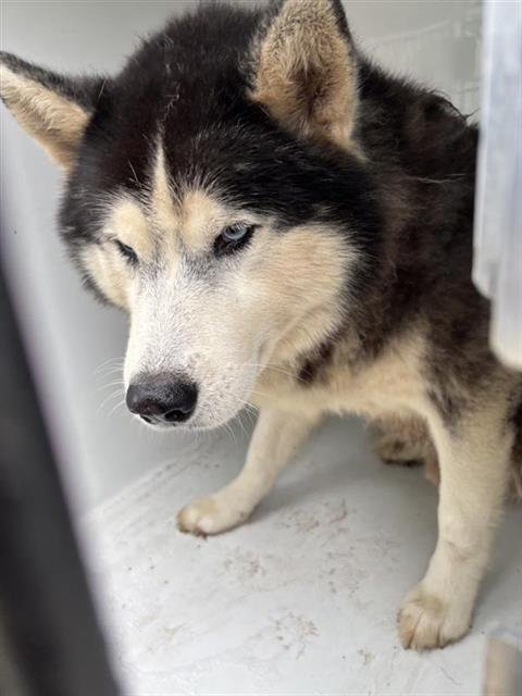 KODIAK - Siberian Husky available for adoption
