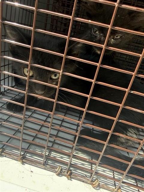 A660122 - Domestic Short Hair available for adoption