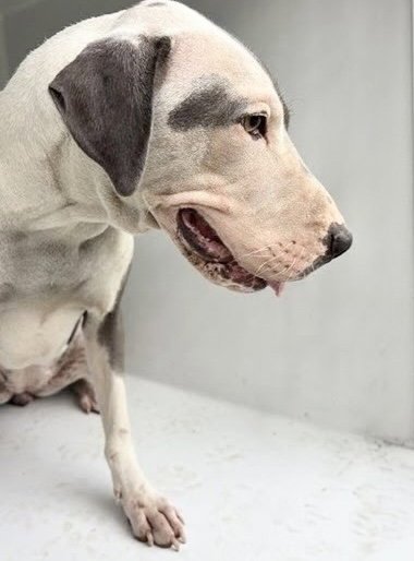 A662885 - Pit Bull Terrier available for adoption