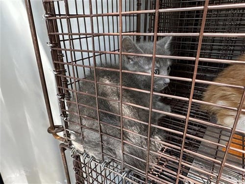 A661051 - Domestic Short Hair available for adoption