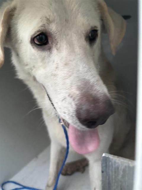 A658025 - Labrador Retriever / Great Pyrenees available for adoption
