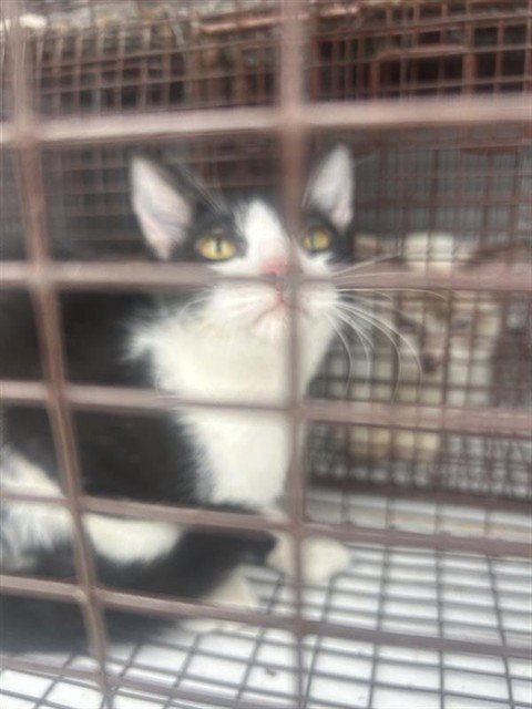 A662015 - Domestic Short Hair available for adoption